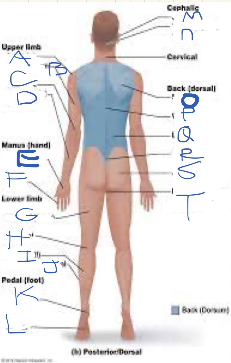 <p>What is letter t </p>