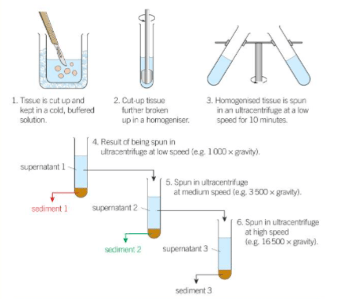 <p>1) The filtrate tube is put in a centrifuge and is spun at low speed. The heaviest organelles get flung to the bottom of the tube by the centrifuge.</p><p>2) the supernatent (fluid above sediment) is drained off, poured into another tube and spun in the centrifuge at a higher speed. the heaviest organelles form a pellet at the bottom, the supernatant is drained and spun at a higher speed.</p><p>3) The process in repeated at higher speeds until all the organelles are separated.</p>