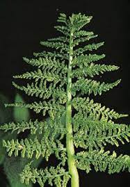 <p>Grape ferns; leaves arranged in two sections: a photosynthetic trophophore and a sporangia-bearing sporophore</p>