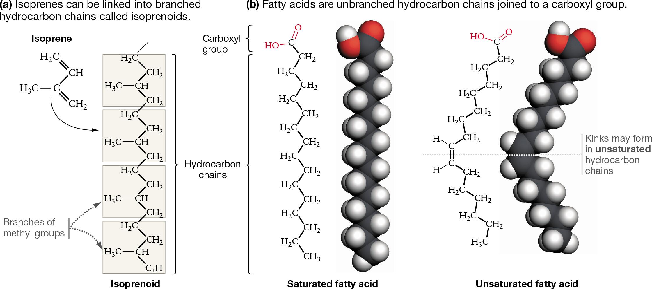 Hydrocarbon Structure