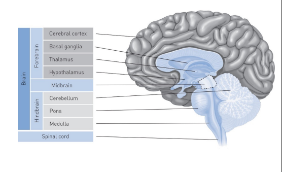 <p>Hypothalamus </p>