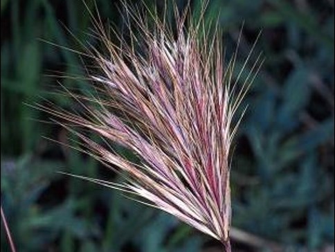 <ul><li><p>Bromus madritensus ssp. rubens</p></li><li><p>Invasive</p></li></ul>