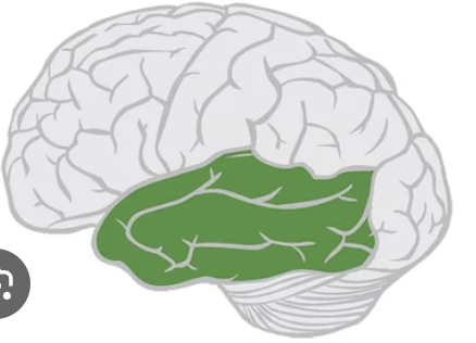 <p>strongly associated with auditory system</p>