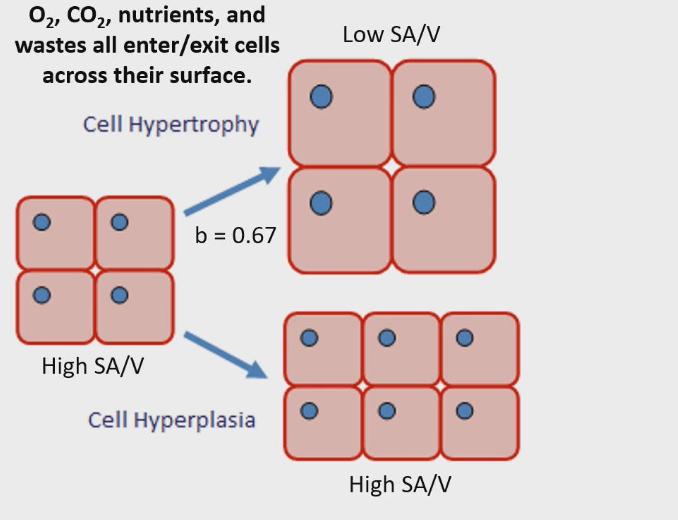 <ul><li><p>O2, CO2, nutrients and wastes all enter /exit cells across their surface</p></li><li><p>Not across entire animal, but each individual cell</p></li><li><p>What allows elephant to get large at cellular level (2 possibilities)</p><ul><li><p>Cell hypertrophy</p></li><li><p>Cell hyperplasia</p></li></ul></li></ul><p></p>