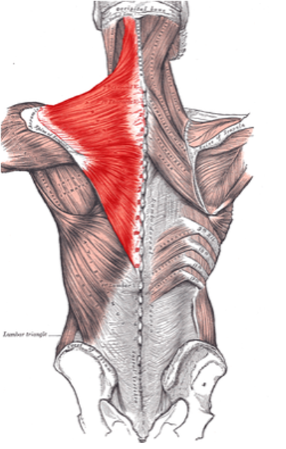 <ul><li><p>lateral third of clavicle</p></li><li><p>acromion process</p></li><li><p>spine of scapula</p></li></ul>