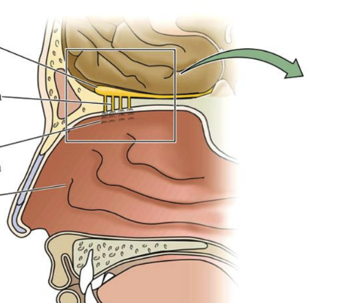 <p>A bony structure in the skull that separates the nasal cavity from the brain. It contains tiny holes through which olfactory sensory neurons pass to reach the olfactory bulb.</p>