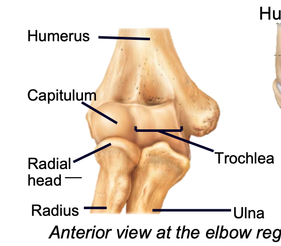 1. Appendicular skeleton 
2. Found in arm of upper limb
3. Distal humerus 
4. Articulates with head of the radius