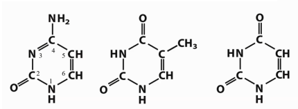 <p><span style="background-color: transparent;">Which bases are DNA-only vs RNA-only vs both?</span><br></p>