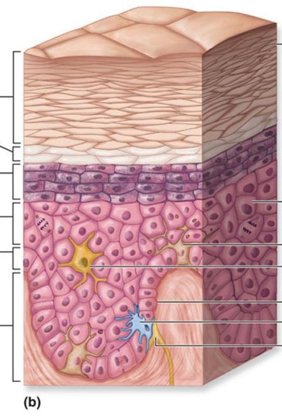 <p>epidermal strata</p>