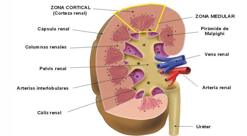 <p>Qué es?</p><ul><li><p>Una pirámide renal con la mitad de cada columna renal contigua y la corteza renal suprayacente a ella forman un lóbulo renal.</p></li></ul><p>El riñón humano tiene 8‐18 lóbulos (tantos como pirámides renales)</p><p></p>