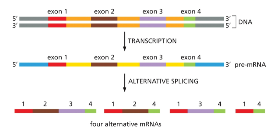 <p>allows exons to be skipped or included depending on how it is spliced; although the DNA sequence can not be rearranged - ultimately allows different proteins to be made from the same gene</p>