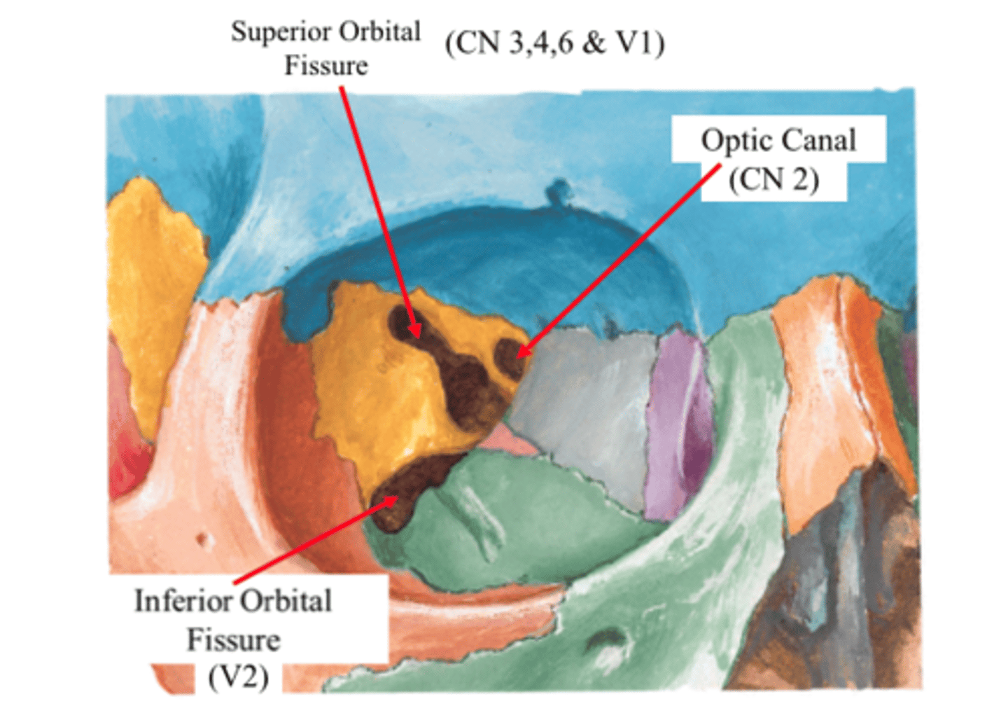 <p>located between the greater and lesser wings of sphenoid</p>
