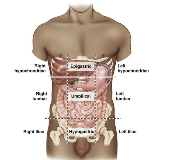 <p>to the right and left of the epigastric regions</p>