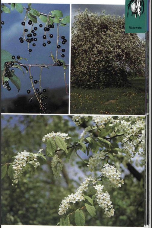 <ul><li><p>Krzew lub małe drzewo</p></li><li><p>Eliptyczne liście, skrętolegle (6-12 cm), drobno piłkowane</p></li><li><p>Słodko pachnące kwiaty, białe(10-15 mm</p></li><li><p>Owoce- kuliste, czarne pestkowce(8mm średnicy), nieregularna bruzdkowana pestka</p></li><li><p>Pączki ostre, wydłużone</p></li><li><p>Luźna korona, cienkie gałęzie</p></li><li><p>Liście skórzaste, błyszczący zielony wierzch</p></li></ul><p></p>