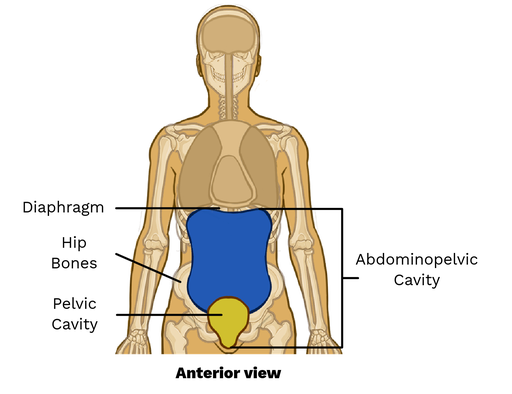 <ul><li><p>A bowl-shaped space inside the pelvic bones that contains organs like the bladder, vectum, and reproductive female organs. </p></li><li><p>Below the abdominal cavity </p></li><li><p>the abdominal cavity and pelvic cavity make up the abdomino pelvic cavity</p></li></ul><p></p>