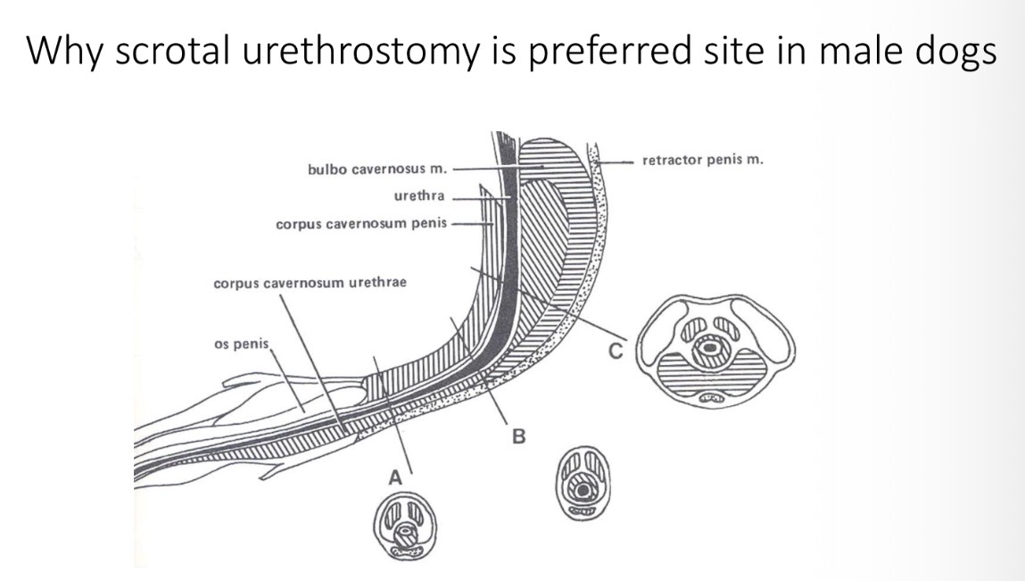 <p>Urethrostomy - sites + species </p>
