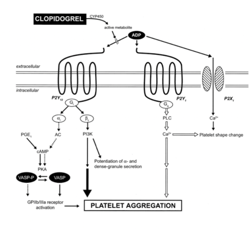 irreversibly blocks P2Y12 (ADP) receptor expressed by platelets 

synergistic effects when taken with aspirin

bruising, bleeding most common side effects