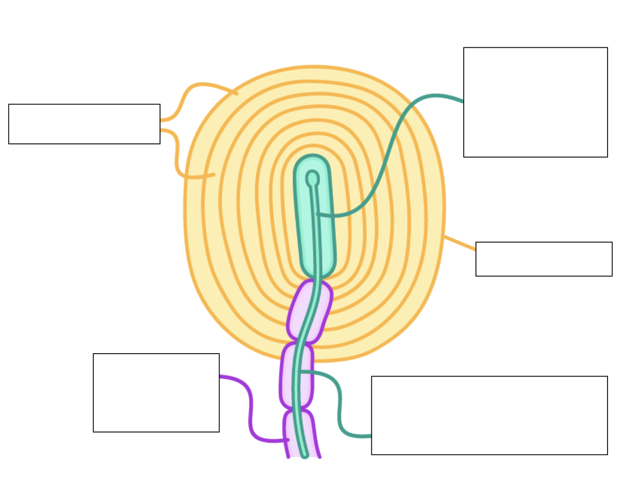 <p>can you label this Pacinian corpuscle?</p>