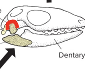 <p>Jaw joint: quadrate (upper) to articular (lower)</p><p>Seen in amphibians, reptiles, birds</p>