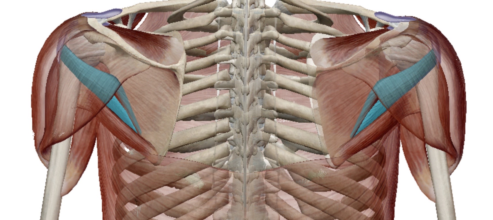 <p>Identify this muscle</p>