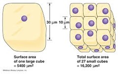 <p>-Amount of surface area per unit volume -Smaller cells have a greater SA:V ratio, allowing for greater efficiency in diffusion &amp; transport of nutrients across the cell&apos;s surface</p>