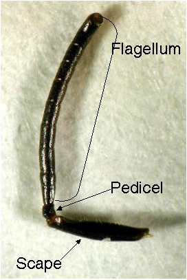 <p>has flagellum segments named F1, F2, etc. starting after the connecting segment from the scape to flagellum</p>