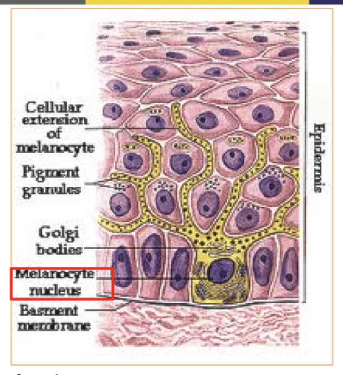 <p>melanocytes</p>