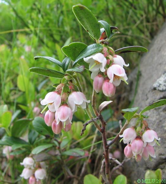 <p><em>Vaccinium vitis-idaea</em></p>