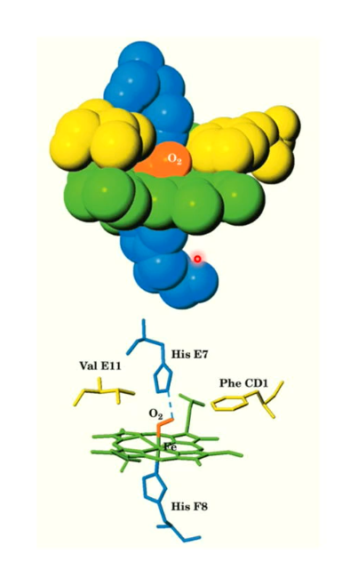 <p>Here we see the oxygen is attached to the heme group, and His E7 attaches with the O<sub>2</sub> and myoglobin’s structure tightly surrounds the heme group and the oxygen.</p><p>The Val E11 and Phe CD1 help hold the heme in place</p><ul><li><p>The oxygen&nbsp;is known as oxygenation because the oxygen is not covalently bonded to the heme group; it can be easily released.</p></li></ul><p></p>