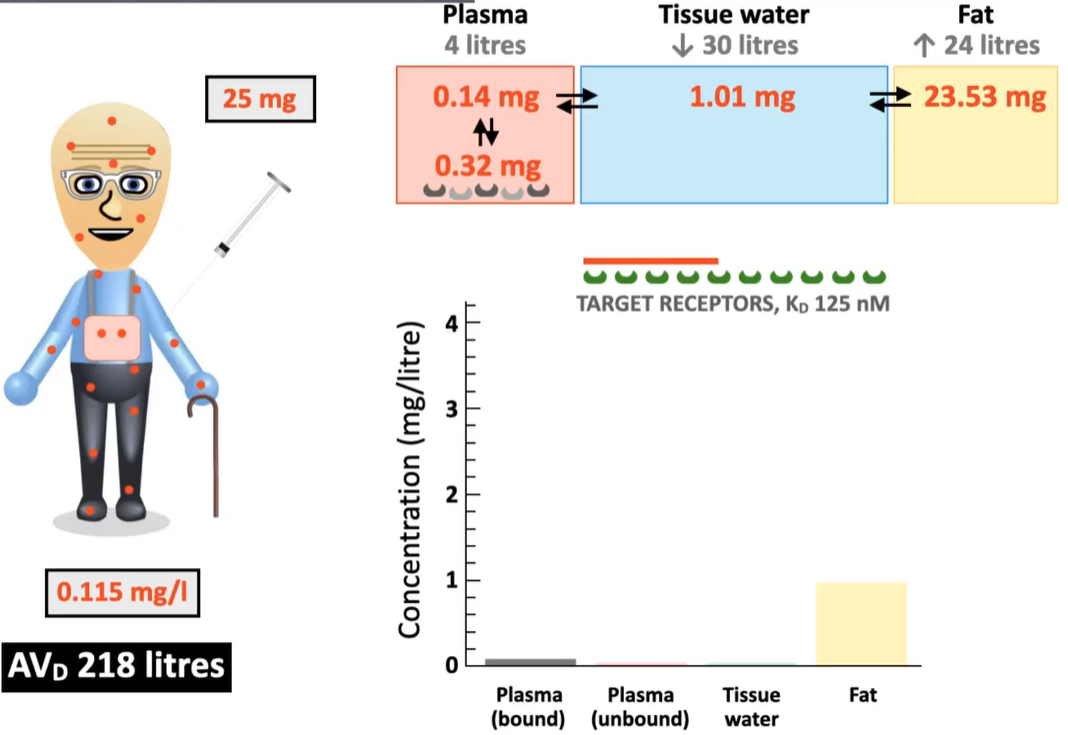 <p>If the same drug is administered into an elderly patient. What are the changes in terms of:</p><ul><li><p>portion of drug dissolved in fat content vs. remaining in plasma?</p></li><li><p>% of drug that can bind to target receptors?</p></li></ul><p></p><p>Should a higher dose be administered to the elderly patient?</p><p></p>