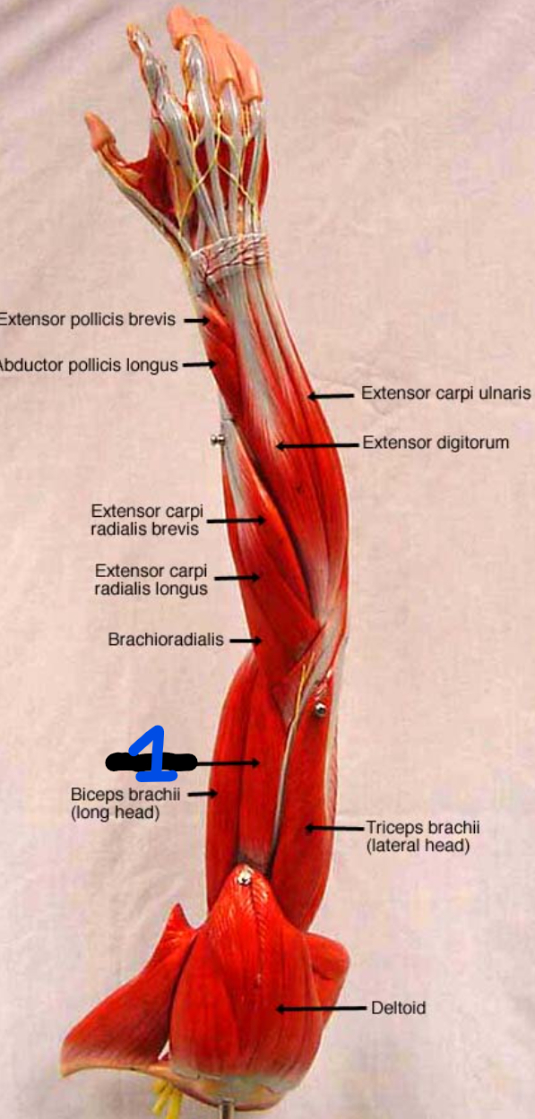 <p><span style="font-family: Arial, sans-serif">What is the origin and insertion of the muscle found at 1?</span></p>