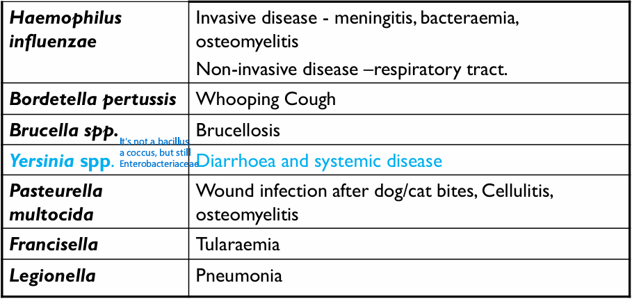 <p>Gram-negative, pleomorphic bacteria</p><p>These bacteria are usually fastidious and require enriched media for isolation: Blood or chocolate agar</p><p><strong><u>THEY ALL STAIN POORLY IN GRAM STAIN</u></strong></p>