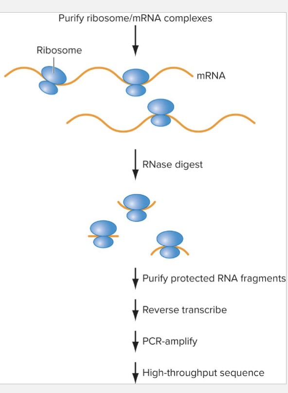 <ul><li><p>mRNA level doesn’t always correlate with protein level</p></li><li><p>Ribosome profiling allows researchers to observe positions of ribosomes on mRNAS</p></li><li><p>Steps:</p><ul><li><p>Purify (often crosslink) ribosome/mRNA complexes</p></li><li><p>Digest with RNAase to eliminate uncovered RNA</p></li><li><p>Sequence RNAs to determine what is being transcribed </p></li></ul></li></ul><p></p>