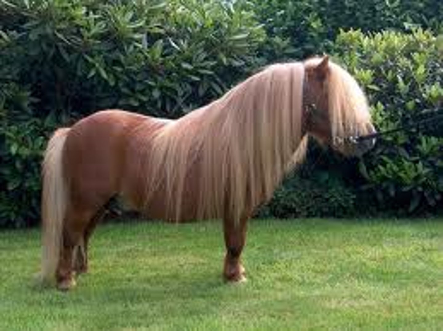 <p>one of the oldest breed of pony in Britain, used for riding and driving, heavy coats and intelligent, short legs</p>