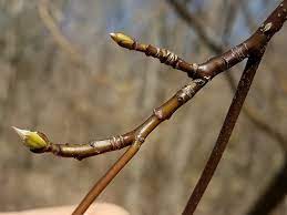 <p>branches grow “flat” in round growth form</p><p>ALTERNATE, ovate, entire leaf</p><p>arklike veins of “silk”</p><p>duck bill appearance on bud</p><p>white showy flower, red/purple fall color</p>