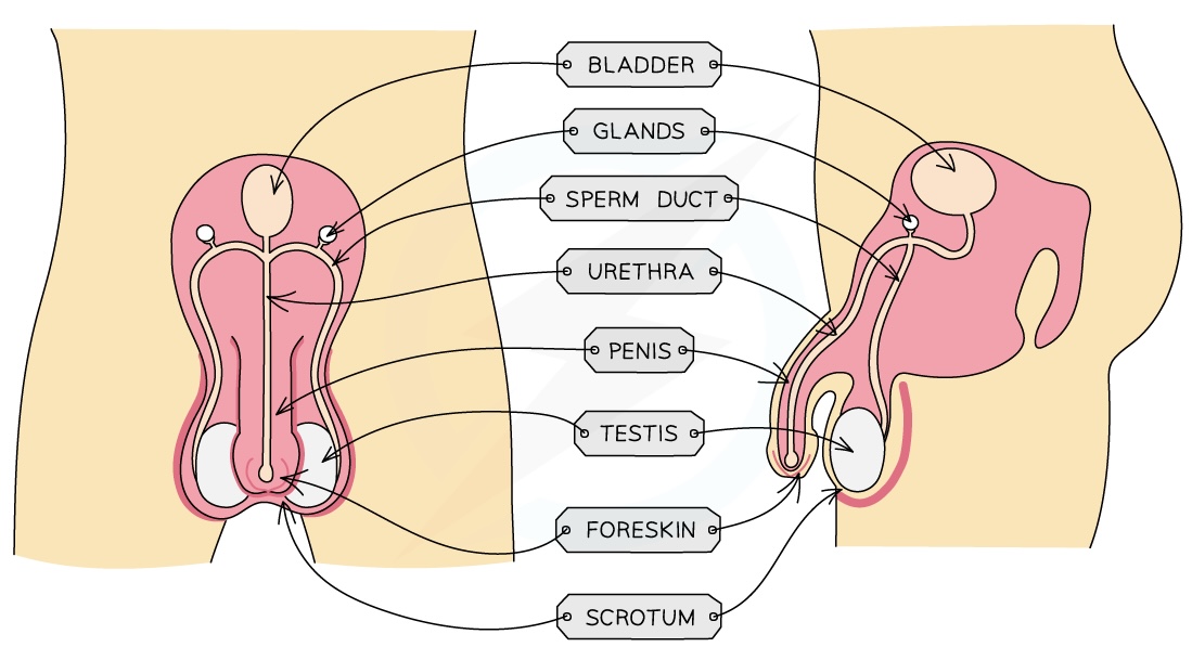 <ul>
<li>Prostate gland</li>
<li>Sperm duct</li>
<li>Urethra</li>
<li>Testis</li>
<li>Scrotum</li>
<li>Penis</li>
</ul>