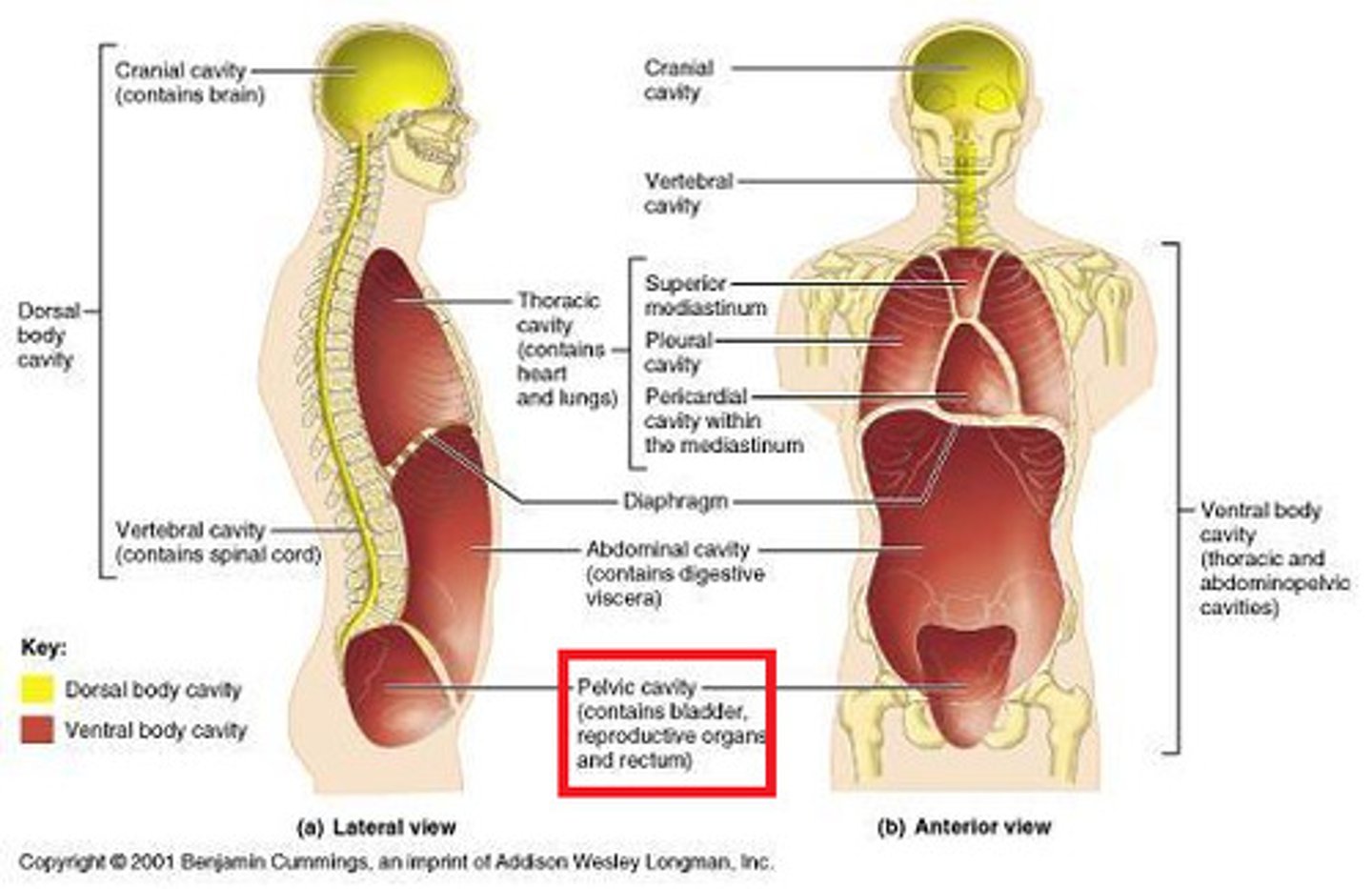<p>bladder, reproductive organs, rectum</p>