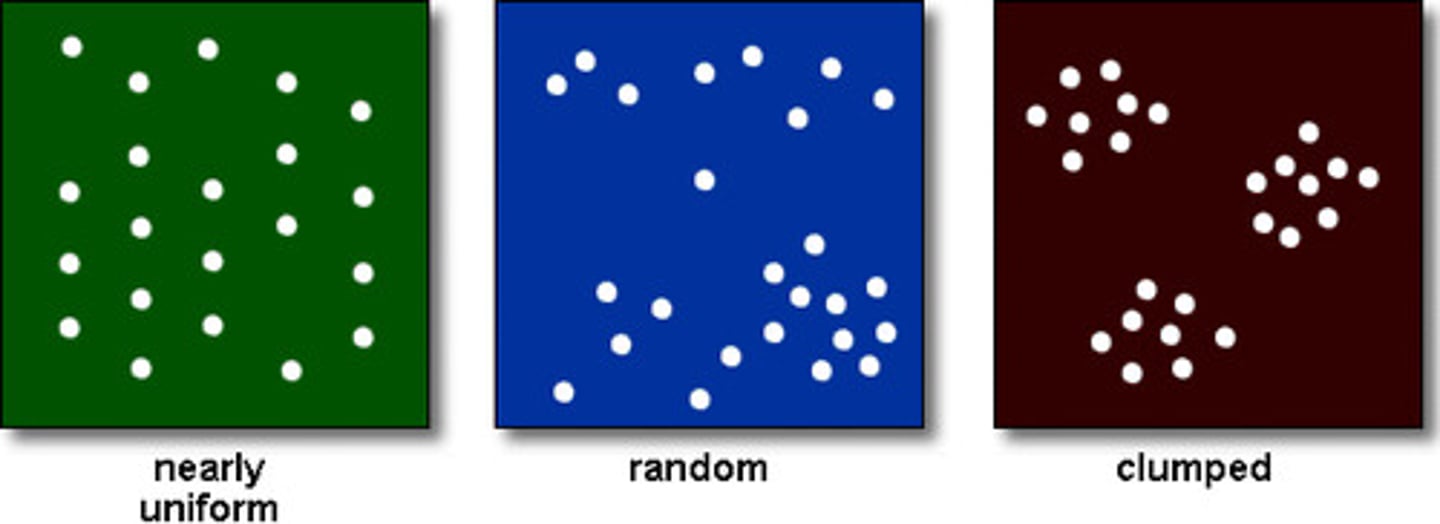 <p>How the population is dispersed in an area. (eg clumped, uniform or random).</p><p>clumped - individuals are in patches</p><p>uniform - individuals are evenly distributed</p><p>random - there is an unpredictable distribution</p>