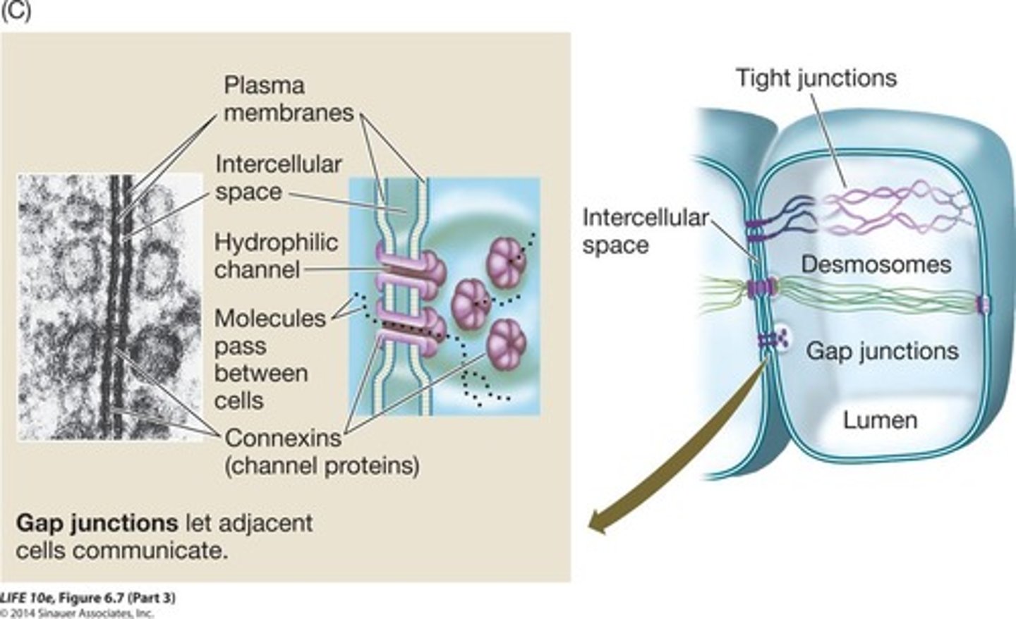 <p>Channels for communication between adjacent cells.</p>