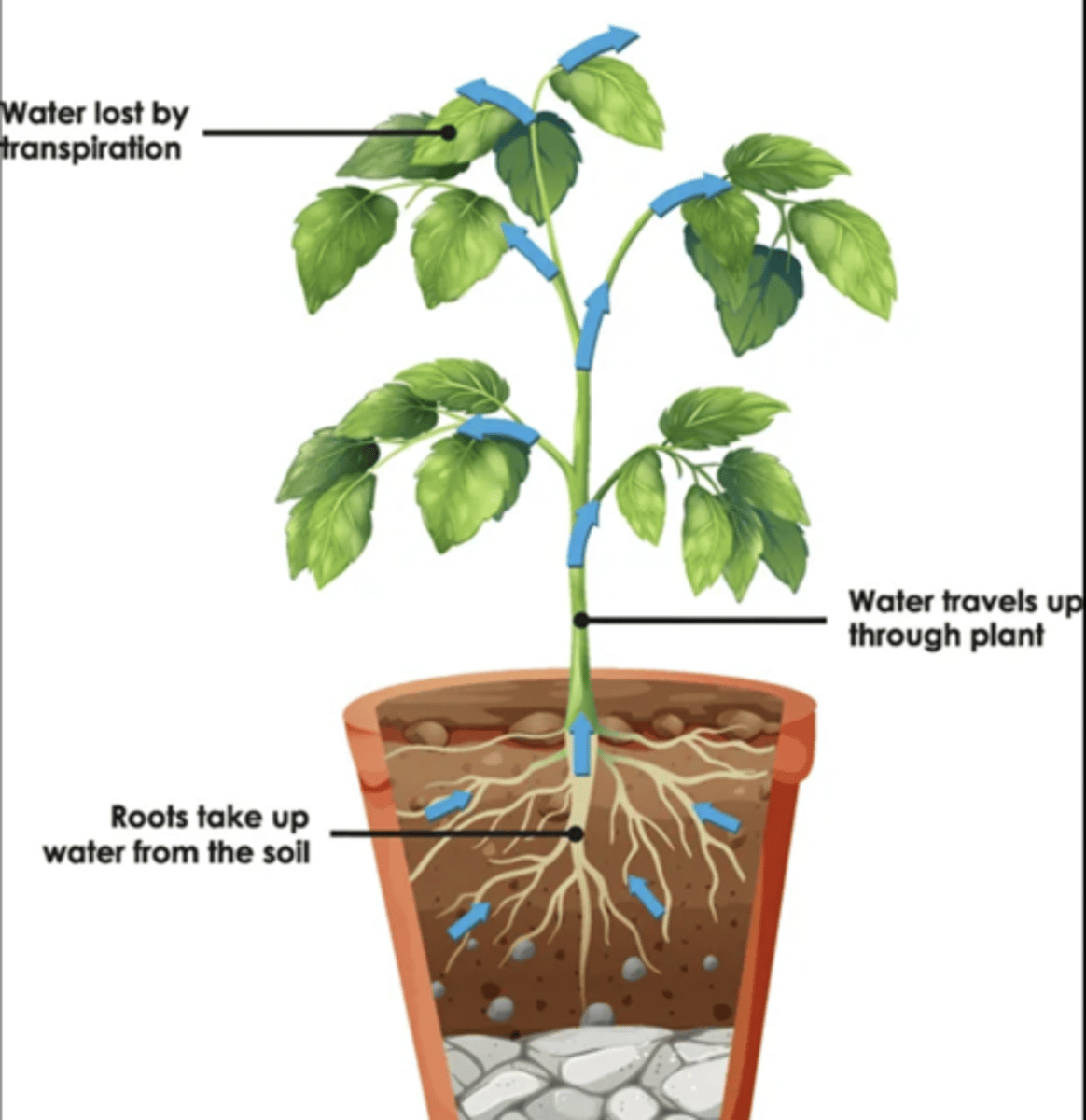 <p>1. Water travels in the xylem vessels</p><p>2. Down a water potential gradient</p><p>3. Lower water potential at leaf due to transpiration</p><p>4. This causes tension in xylem</p><p>5. Cohesion and adhesion pull water up</p><p>6. Continuous flow of water up the stem</p>