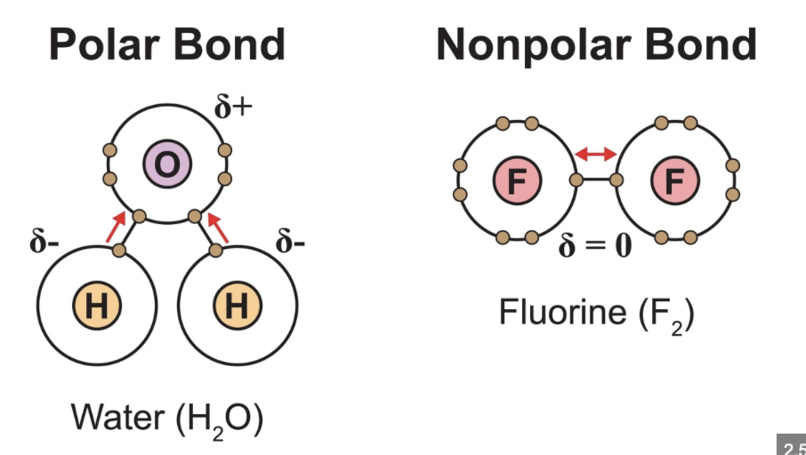 <p>Polar molecules have net dipoles due to asymmetrical bond polarity or geometry (e.g., H2O); nonpolar molecules have canceling dipoles or no polar bonds (e.g., CO2).</p>