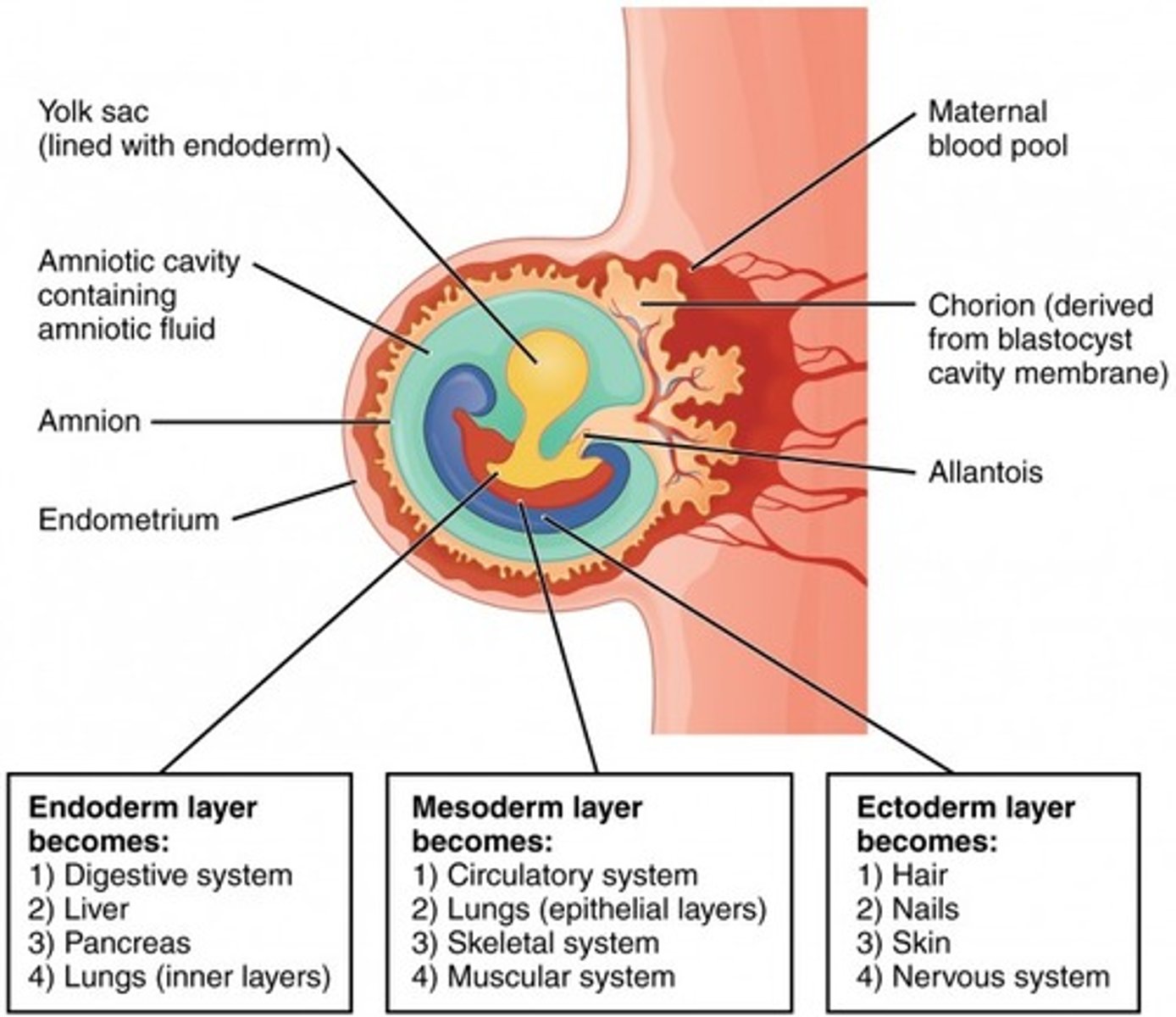 <p>1. ectoderm</p><p>2. mesoderm</p><p>3. endoderm</p>