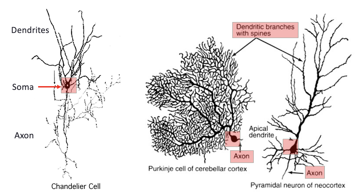 example neurons 