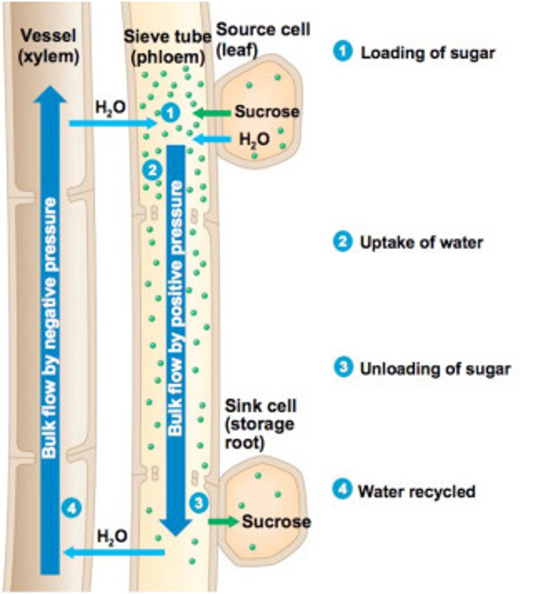 <p>The suction force caused by transpiration that is the main factor causing water movement up the xylem.</p>