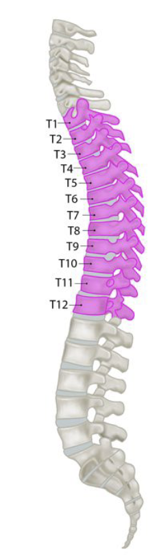 <p>12 bones named T1-T12</p>