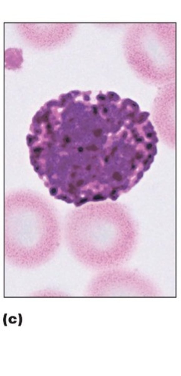 <p>rarest leukocyte AKA WBC, bilobed nucli but deep purple granules that contain histamine and heparin, promotes inflammation and allergic reactions</p>