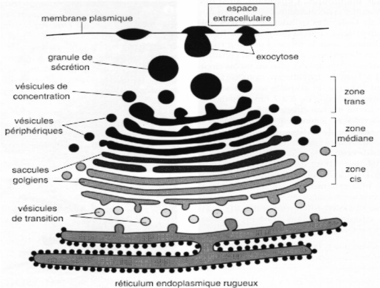 Cis-Golgi, médian-Golgi, trans-Golgi