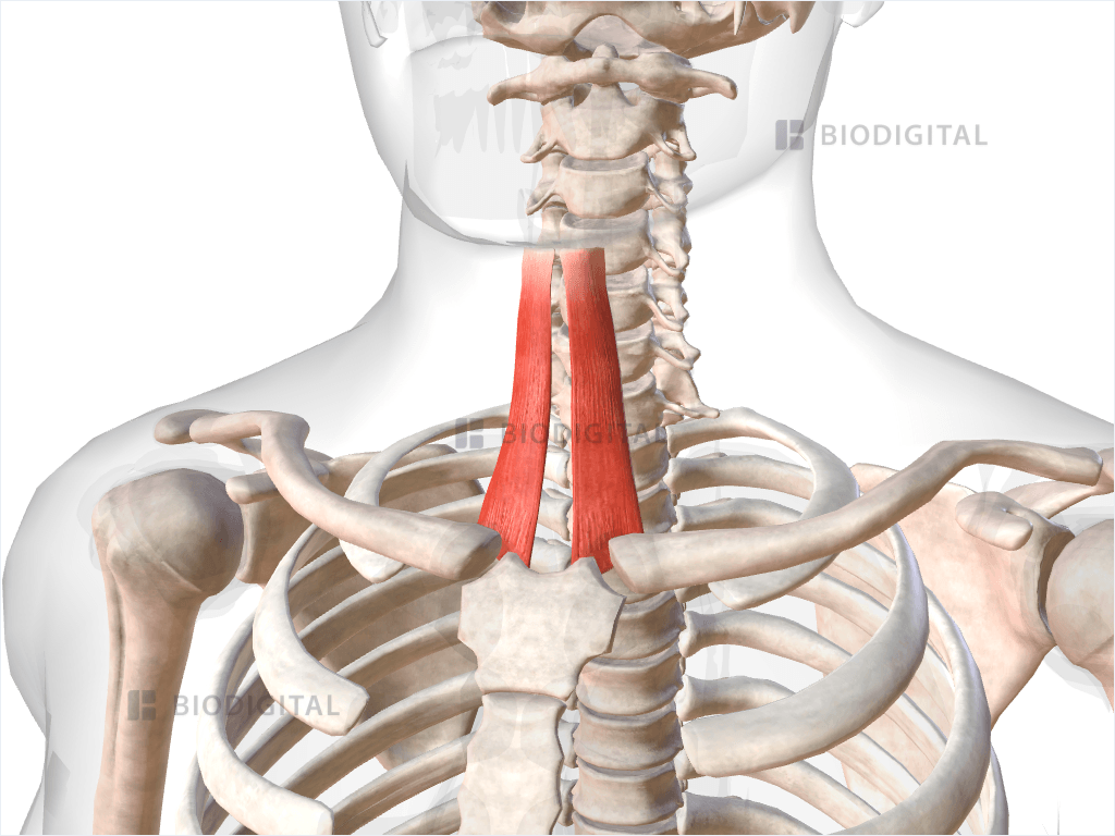 <p>Depresses the hyoid bone, located in the neck from the sternum to the hyoid bone.</p>