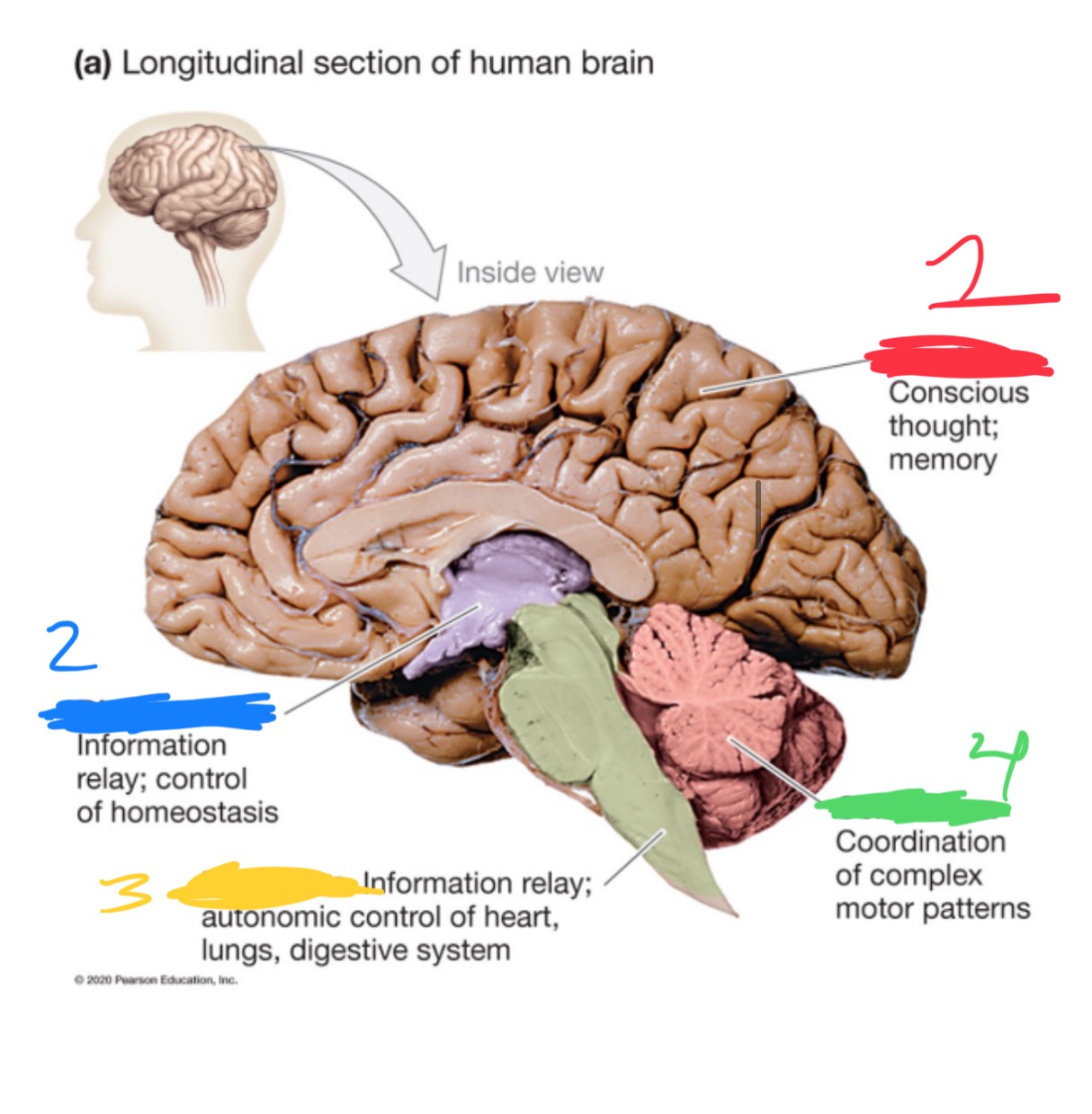 <ol><li><p>?</p></li><li><p>?</p></li><li><p>?</p></li><li><p>?</p></li></ol><p>Diencephalon, brainstem, cerebellum, cerebrum </p>