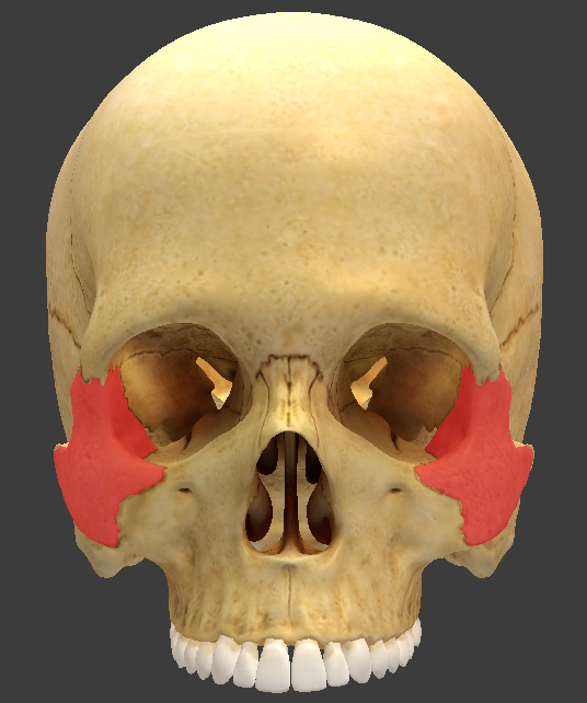 <p>What structure is highlighted in red?</p>